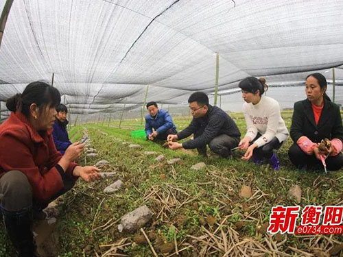 湖南金芙農(nóng)業(yè)科技有限公司,湖南農(nóng)業(yè)科技發(fā)展,蛹蟲草,藥用菌 湖南金芙農(nóng)業(yè)科技有限公司,湖南農(nóng)業(yè)科技發(fā)展,蛹蟲草,藥用菌