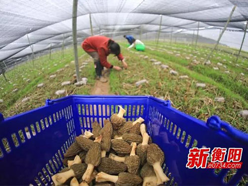 湖南金芙農(nóng)業(yè)科技有限公司,湖南農(nóng)業(yè)科技發(fā)展,蛹蟲草,藥用菌 湖南金芙農(nóng)業(yè)科技有限公司,湖南農(nóng)業(yè)科技發(fā)展,蛹蟲草,藥用菌