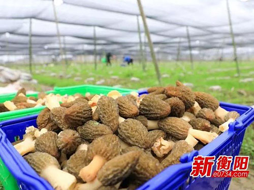 湖南金芙農(nóng)業(yè)科技有限公司,湖南農(nóng)業(yè)科技發(fā)展,蛹蟲草,藥用菌 湖南金芙農(nóng)業(yè)科技有限公司,湖南農(nóng)業(yè)科技發(fā)展,蛹蟲草,藥用菌