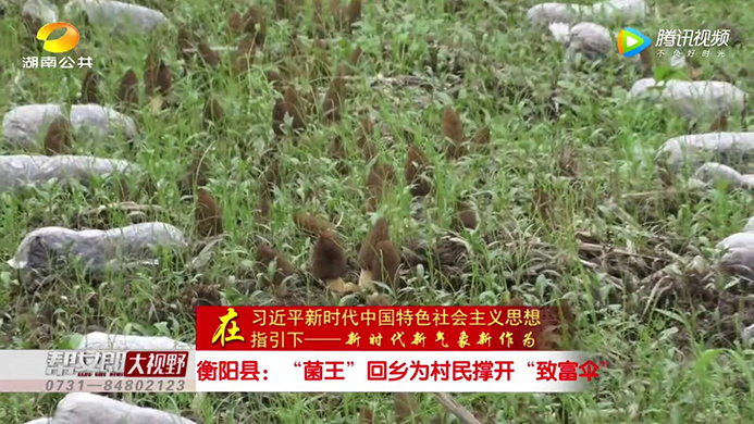 湖南金芙農業(yè)科技有限公司,羊肚菌,蛹蟲草鮮品,蛹蟲草干品,蟲草超微粉,蟲草酒哪里好