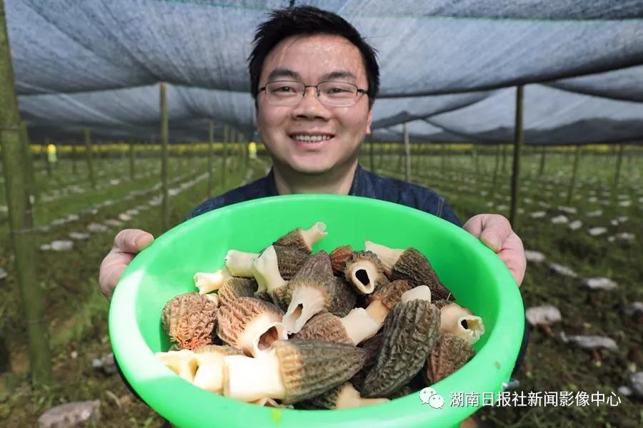 湖南金芙農(nóng)業(yè)科技有限公司,湖南蛹蟲草,湖南羊肚菌,蛹蟲草,羊肚菌,龍新,蟲草酒哪里好,衡陽(yáng)食用菌,衡陽(yáng)羊肚菌,衡陽(yáng)蛹蟲草