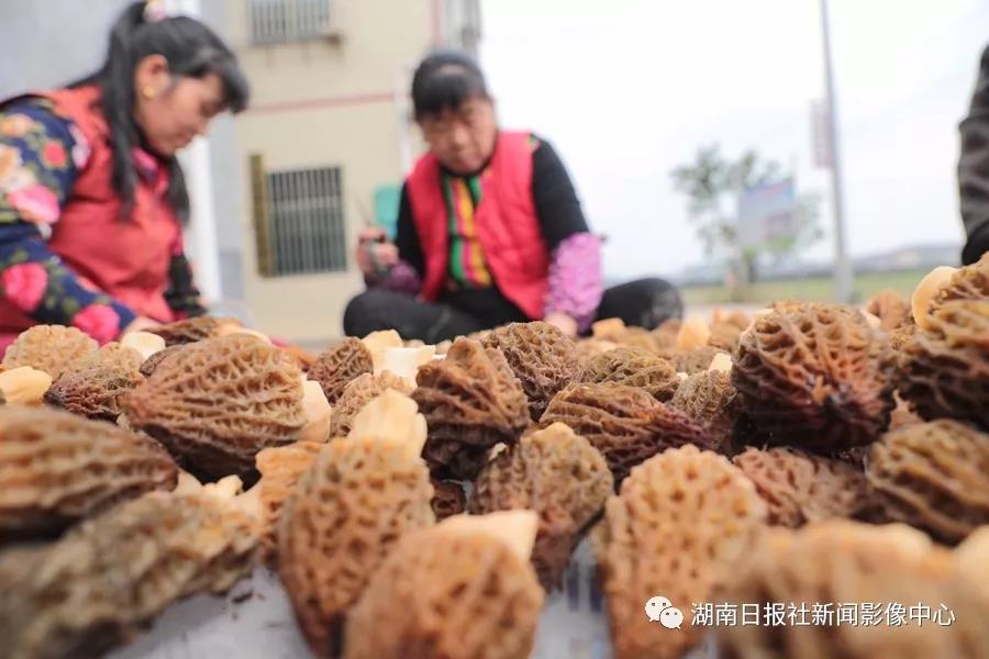 湖南金芙農(nóng)業(yè)科技有限公司,湖南蛹蟲草,湖南羊肚菌,蛹蟲草,羊肚菌,龍新,蟲草酒哪里好,衡陽(yáng)食用菌,衡陽(yáng)羊肚菌,衡陽(yáng)蛹蟲草